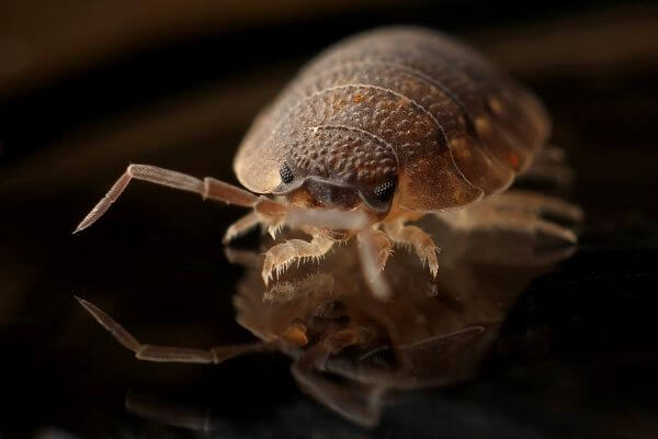 PEST CONTROL LUTON, Bedfordshire. Services: Bed Bug Pest Control. Choose us for fast and efficient bed bug pest control services that keep you and your property safe.