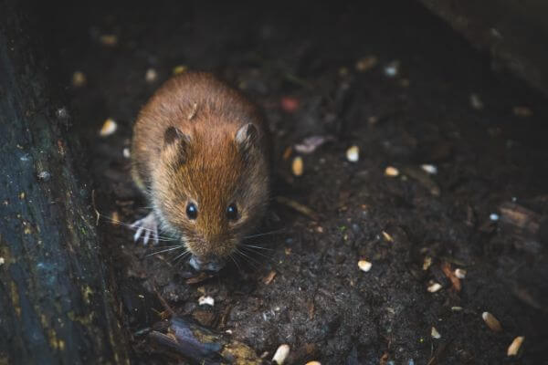 PEST CONTROL LUTON, Bedfordshire. Services: Mouse Pest Control. Don't let mice take over your property - call us for effective pest control solutions.